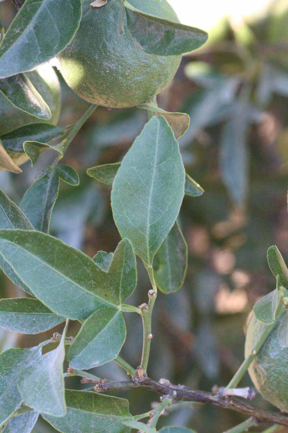              Unifoliolate leaf of  Citrus sinensis    x  Poncirus   trifoliata                   (Benton, Riverside, CA)       